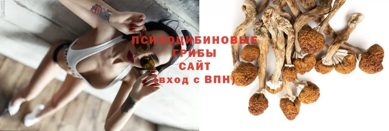 Псилоцибиновые грибы Magic Shrooms  Ростов 